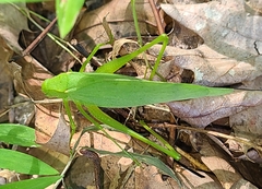 Amblycorypha