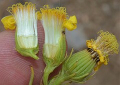 Senecio flaccidus douglasii