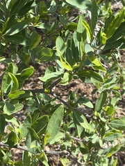 Pleradenophora bilocularis