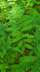 Dryopteris goldieana