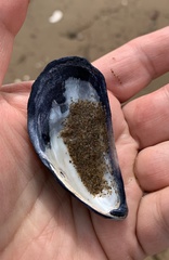 Mytilus edulis