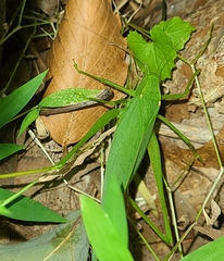 Amblycorypha