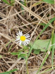 Erigeron quercifolius