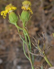 Senecio flaccidus douglasii