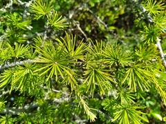 Larix laricina