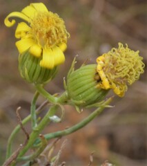 Senecio flaccidus douglasii