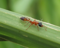 Pseudomyrmex gracilis