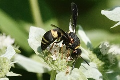 Euodynerus hidalgo boreoorientalis