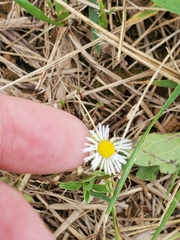 Erigeron quercifolius