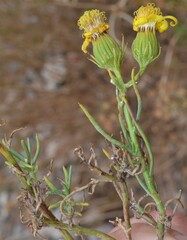 Senecio flaccidus douglasii