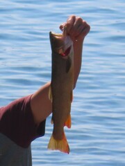 Oncorhynchus clarkii