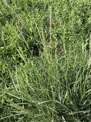 Tridens albescens