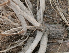 Senecio flaccidus douglasii