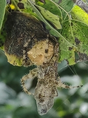 Araneus