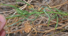 Senecio flaccidus douglasii