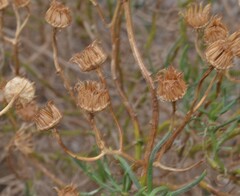 Senecio flaccidus douglasii