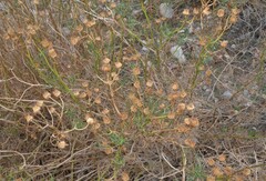 Senecio flaccidus douglasii