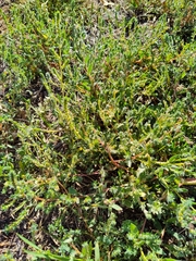 Bassia scoparia