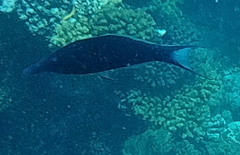 Gomphosus klunzingeri