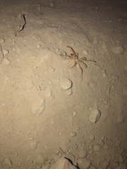 Solifugae