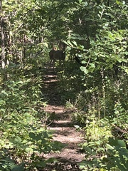 Odocoileus virginianus borealis