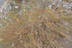 Senecio flaccidus douglasii