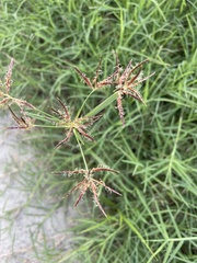 Cyperus rotundus