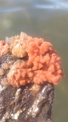 Clathria