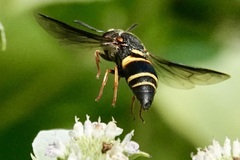 Euodynerus hidalgo boreoorientalis