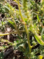 Bassia scoparia