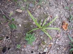 Cyperus rotundus