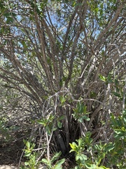 Pleradenophora bilocularis