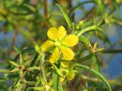 Ludwigia leptocarpa