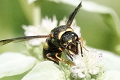 Euodynerus hidalgo boreoorientalis