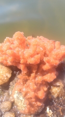 Clathria