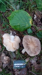 Lactarius pyrogalus
