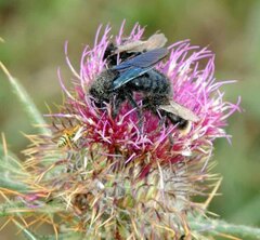 Xylocopa violacea