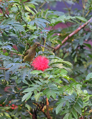 Arachnothera chrysogenys