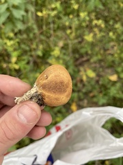 Scleroderma areolatum