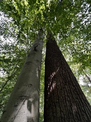 Liriodendron tulipifera