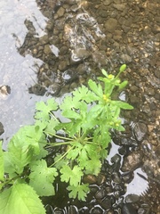 Ranunculus sceleratus