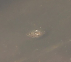 Ostracoda