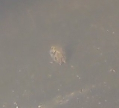 Ostracoda