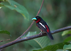 Cymbirhynchus macrorhynchos