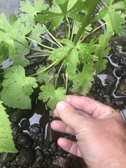 Ranunculus sceleratus