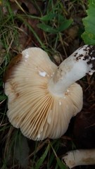 Lactarius pyrogalus