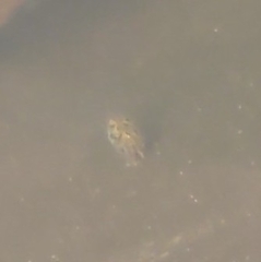 Ostracoda