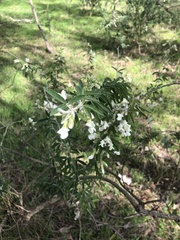 Chamaecytisus prolifer