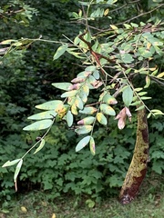 Gleditsia triacanthos