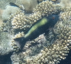 Cetoscarus bicolor